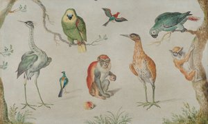 Studio di uccelli e scimmie, 1660-1670 da Unbekannt