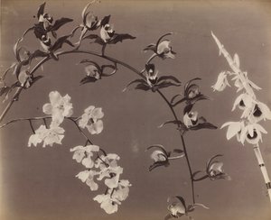 Studio di orchidee da Unbekannt