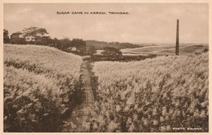 Canna da zucchero a Arrow Trinidad da Unbekannt