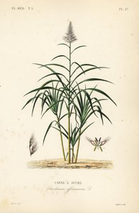 Canna da zucchero