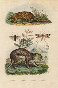 Pangolino della Sonda, Manis javanica, in pericolo critico 1, leopardo, Panthera pardus 4, tafano, Tabanus rostratus 3, mosca scorpione, Panorpa communis 3 da Unbekannt