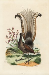 Superbo uccello lira e falsa azalea da Unbekannt