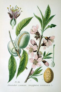 Mandorla dolce, 1893 da Unbekannt