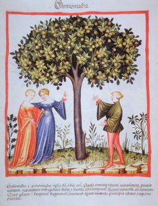 "Tacuinum Sanitatis" Codex Vindobonensis Nova Series 2644, fol. 9, Raccolta di albicocche, Miniatura (1370-1400) da Unbekannt