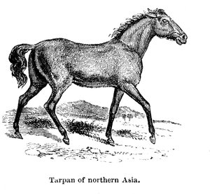 Tarpan, 1850 da Unbekannt