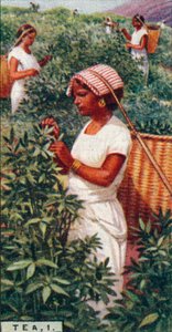 Tè, 1. - Raccolta delle foglie, Ceylon, 1928