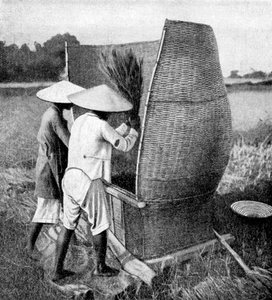 Il modo annamita di mietere e trebbiare il riso, Annam, Vietnam, 1922 da Unbekannt