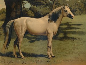 Il cavallo arabo del generale Sir Hope Grant, c1879 da Unbekannt