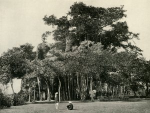 Il baniano, Barrackpore, 1870, 1925 da Unbekannt