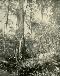 Il Barone, un noto albero alto, 1901 da Unbekannt