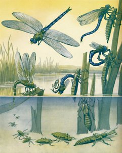 La bella storia della vita della libellula, 1935