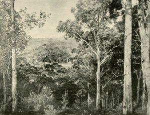 Le Blue Mountains, 1901 da Unbekannt