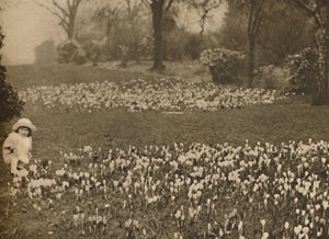 Il tappeto di crochi della primavera, c1935 da Unbekannt