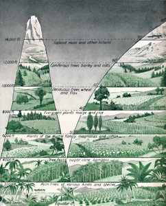 Le diverse zone di vegetazione, 1935 da Unbekannt