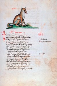 La Volpe, 1564 da Unbekannt