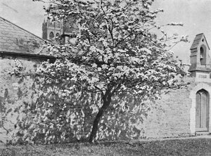 Il Biancospino di Glastonbury, 1902 da Unbekannt