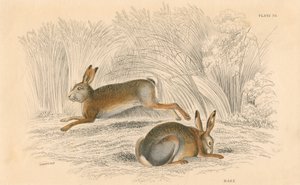 La lepre Lepus europaeus, 1828 da Unbekannt