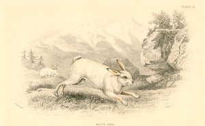 La lepre Lepus europaeus da Unbekannt