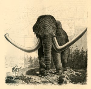 Il Mammut di San Pietroburgo, 1883 da Unbekannt