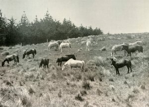 I pony della Manciuria sull