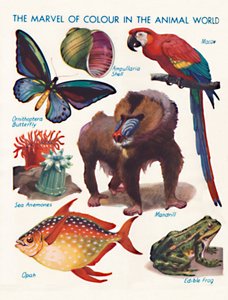 La Meraviglia del Colore nel Mondo Animale, 1935 da Unbekannt