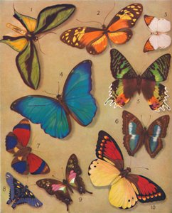 Il meraviglioso colore delle farfalle, 1935 da Unbekannt