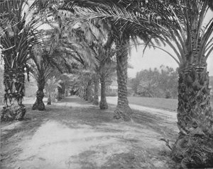 Le Palme di Glenannie, Florida, XIX secolo da Unbekannt