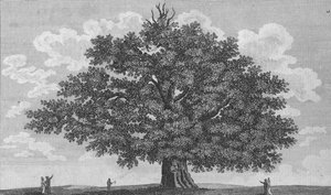 La quercia di Penshurst, 1794 da Unbekannt