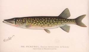 Il Lucius Reticulatus. Le Sueur., c.1920s da Unbekannt
