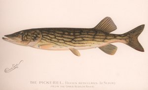 Il luccio Lucius Reticulatus. Le Sueur, c.1920s da Unbekannt