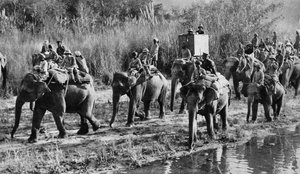 Il principe di Galles caccia la tigre in India, 1921