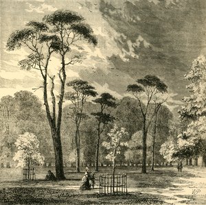 Gli abeti scozzesi, Kensington Gardens, c1876 da Unbekannt