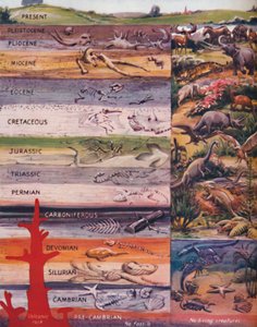 La successione della vita nelle rocce, 1935 da Unbekannt