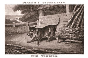 Il Terrier, 1924