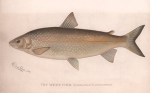 Il pesce bianco Coregonus Clupeiformis, c.1920s da Unbekannt