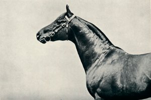 La testa del purosangue da corsa, Radium, c1910 da Unbekannt