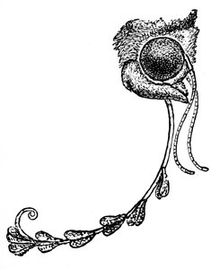 La falena Acontia luctuosa e polline di orchidea