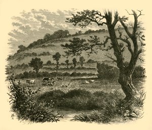 Thistledon, 1898 da Unbekannt