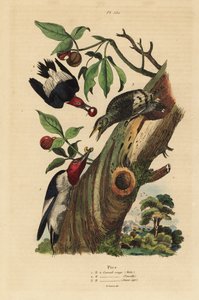 Picchio tridattilo, Picoides tridactylus, maschio, femmina e giovane fuori dal nido