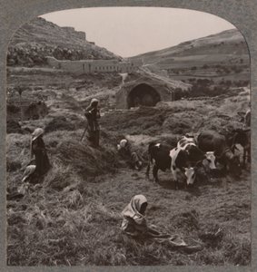 Trebbiatura del grano vicino al pozzo di Giacobbe, c1900