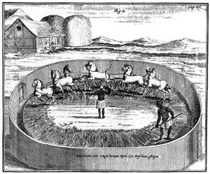 Trebbiare il grano, Sudafrica, XVIII secolo 1931 da Unbekannt