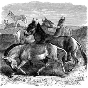 Asino selvatico tibetano o Kiang, 1893 da Unbekannt