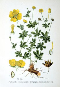 Tormentilla, 1893