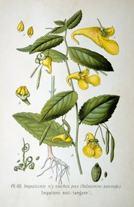 Non mi toccare balsamo, 1893