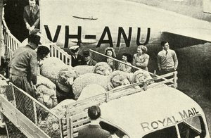 Trasporto di montoni premiati per via aerea da Unbekannt