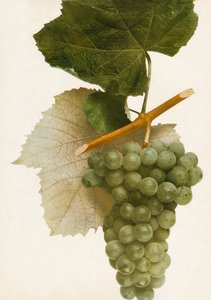 Trionfo, 1908