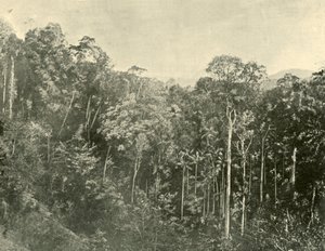 Arbusti tropicali, Blackall Range, Queensland, 1901 da Unbekannt