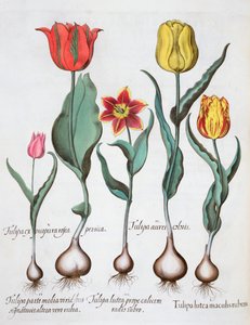 Tulipani, 1613 da Unbekannt