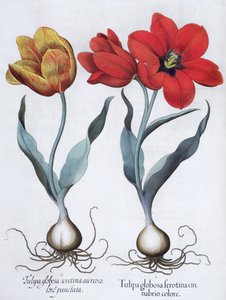 Tulipani, 1613