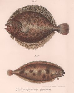 Rombo, Rhombus maximus, sogliola comune Solea vulgaris, c.1850s da Unbekannt
